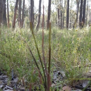 Thelymitra sp. at Sutton, NSW - suppressed