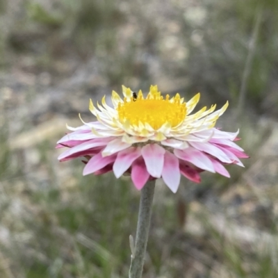 Leucochrysum alpinum (Alpine Sunray) at Namadgi National Park - 16 Oct 2021 by Shazw