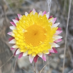 Leucochrysum alpinum at Rendezvous Creek, ACT - 16 Oct 2021 12:54 PM