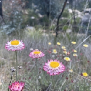 Leucochrysum alpinum at Rendezvous Creek, ACT - 16 Oct 2021