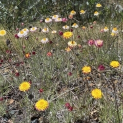 Leucochrysum alpinum at Rendezvous Creek, ACT - 16 Oct 2021