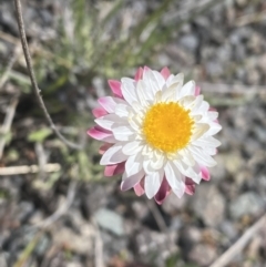 Leucochrysum alpinum at Rendezvous Creek, ACT - 16 Oct 2021