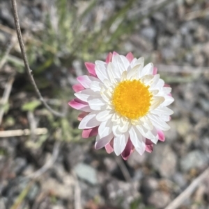 Leucochrysum alpinum at Rendezvous Creek, ACT - 16 Oct 2021