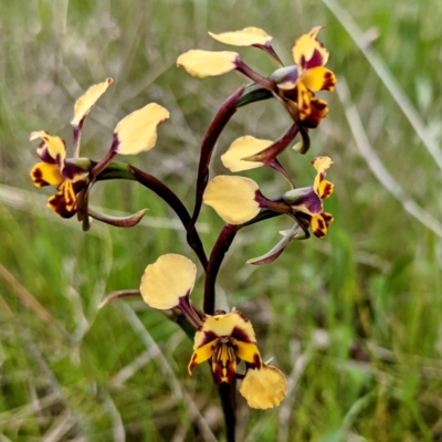 Diuris pardina (Leopard Doubletail) at McQuoids Hill - 16 Oct 2021 by HelenCross