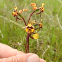 Diuris pardina at Tuggeranong, ACT - suppressed