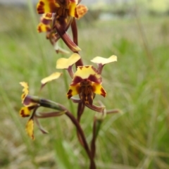 Diuris pardina at Tuggeranong, ACT - suppressed