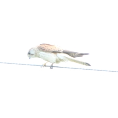 Falco cenchroides (Nankeen Kestrel) at Booth, ACT - 16 Oct 2021 by ChrisHolder