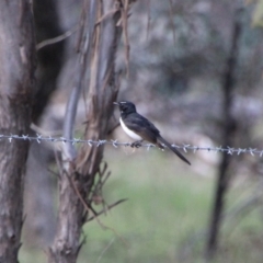 Rhipidura leucophrys (Willie Wagtail) at Namadgi National Park - 15 Oct 2021 by ChrisHolder