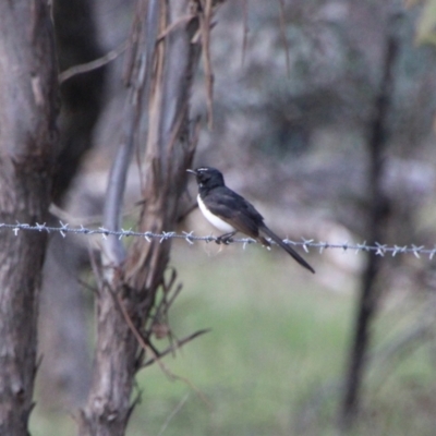 Rhipidura leucophrys (Willie Wagtail) at Booth, ACT - 16 Oct 2021 by ChrisHolder