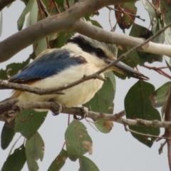 Todiramphus pyrrhopygius (Red-backed Kingfisher) at Mount Ainslie - 13 Sep 2021 by Christine