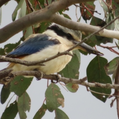 Todiramphus pyrrhopygius (Red-backed Kingfisher) at Mount Ainslie - 13 Sep 2021 by Christine