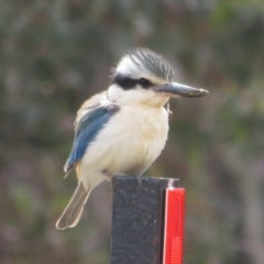 Todiramphus pyrrhopygius at Pialligo, ACT - 13 Sep 2021