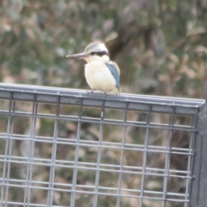 Todiramphus pyrrhopygius at Pialligo, ACT - 13 Sep 2021