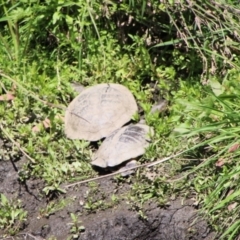 Chelodina longicollis (Eastern Long-necked Turtle) at Booth, ACT - 16 Oct 2021 by ChrisHolder