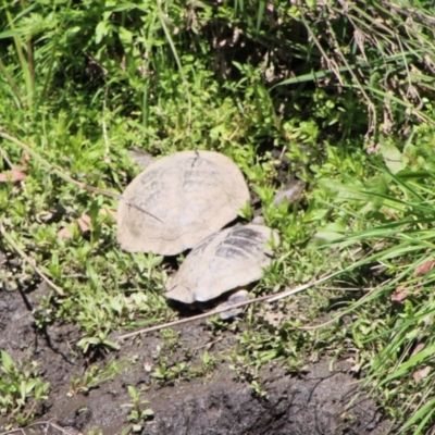 Chelodina longicollis (Eastern Long-necked Turtle) at Namadgi National Park - 15 Oct 2021 by ChrisHolder