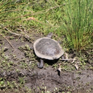 Chelodina longicollis at Booth, ACT - 16 Oct 2021 09:46 AM