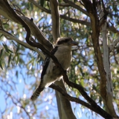 Dacelo novaeguineae (Laughing Kookaburra) at Booth, ACT - 16 Oct 2021 by ChrisHolder