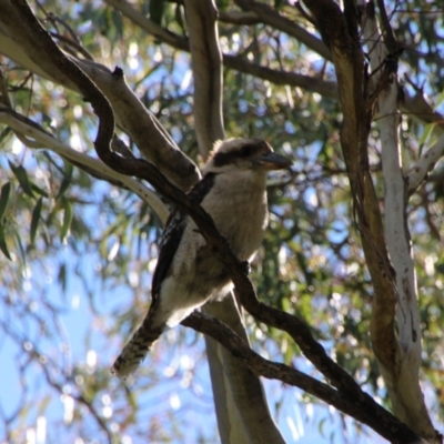 Dacelo novaeguineae (Laughing Kookaburra) at Booth, ACT - 16 Oct 2021 by ChrisHolder