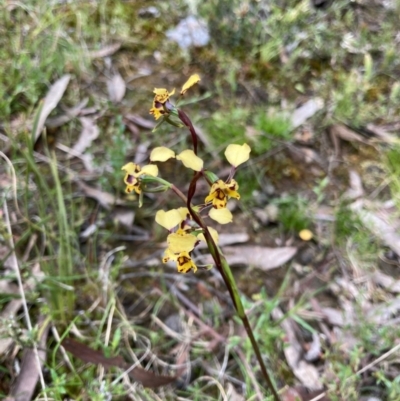 Diuris pardina (Leopard Doubletail) at Bungendore, NSW - 16 Oct 2021 by yellowboxwoodland