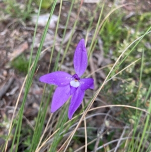 Glossodia major at Bungendore, NSW - 16 Oct 2021