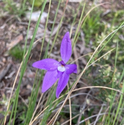 Glossodia major (Wax Lip Orchid) at Bungendore, NSW - 16 Oct 2021 by yellowboxwoodland