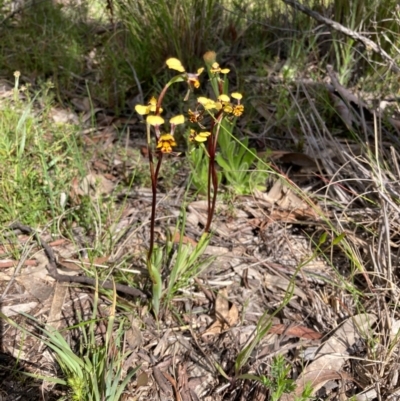 Diuris semilunulata (Late Leopard Orchid) at Bungendore, NSW - 16 Oct 2021 by yellowboxwoodland