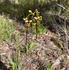 Diuris semilunulata (Late Leopard Orchid) at Bungendore, NSW - 16 Oct 2021 by yellowboxwoodland
