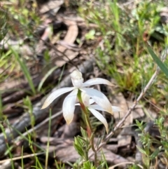 Caladenia ustulata (Brown Caps) at Bungendore, NSW - 16 Oct 2021 by yellowboxwoodland