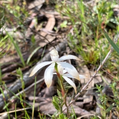 Caladenia ustulata (Brown Caps) at Bungendore, NSW - 16 Oct 2021 by yellowboxwoodland