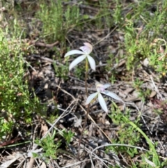 Caladenia ustulata (Brown Caps) at Bungendore, NSW - 16 Oct 2021 by yellowboxwoodland