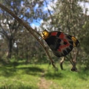 Delias harpalyce at Coree, ACT - 16 Oct 2021 03:14 PM