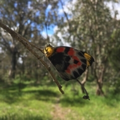 Delias harpalyce at Coree, ACT - 16 Oct 2021 03:14 PM