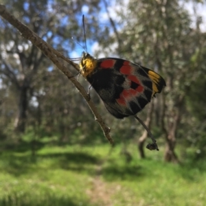 Delias harpalyce at Coree, ACT - 16 Oct 2021 03:14 PM