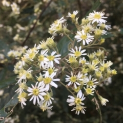 Olearia lirata (Snowy Daisybush) at Cotter River, ACT - 16 Oct 2021 by dgb900