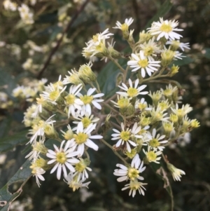 Olearia lirata at Cotter River, ACT - 16 Oct 2021 01:05 PM