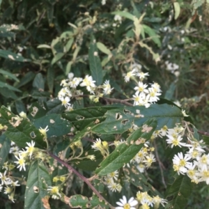 Olearia lirata at Cotter River, ACT - 16 Oct 2021 01:05 PM