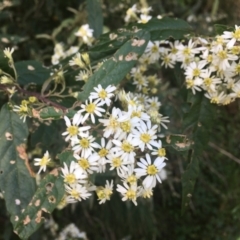 Olearia lirata at Cotter River, ACT - 16 Oct 2021 01:05 PM