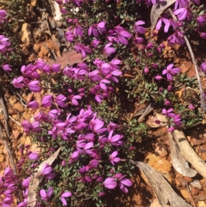 Tetratheca bauerifolia at Cotter River, ACT - 16 Oct 2021 12:58 PM