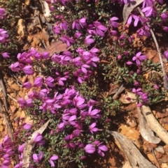 Tetratheca bauerifolia (Heath Pink-bells) at Cotter River, ACT - 16 Oct 2021 by dgb900