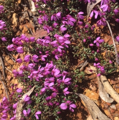 Tetratheca bauerifolia (Heath Pink-bells) at Lower Cotter Catchment - 16 Oct 2021 by dgb900