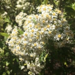 Olearia lirata (Snowy Daisybush) at Cotter River, ACT - 16 Oct 2021 by dgb900