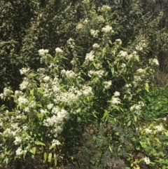 Olearia lirata at Cotter River, ACT - 16 Oct 2021