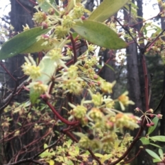 Tasmannia lanceolata (Mountain Pepper) at Cotter River, ACT - 16 Oct 2021 by dgb900