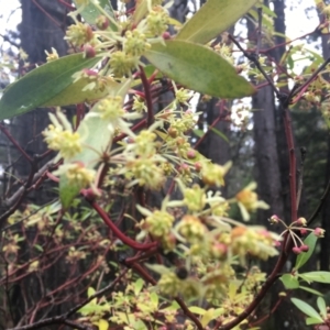 Tasmannia lanceolata at Cotter River, ACT - 16 Oct 2021 10:48 AM