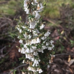 Styphelia fletcheri subsp. brevisepala (Twin Flower Beard-Heath) at Cotter River, ACT - 16 Oct 2021 by dgb900