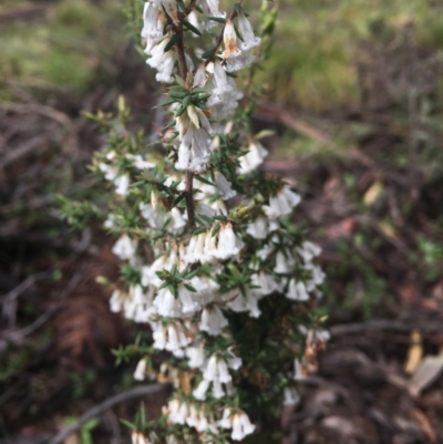 Leucopogon fletcheri subsp. brevisepalus (Twin Flower Beard-Heath) at Cotter River, ACT - 15 Oct 2021 by dgb900
