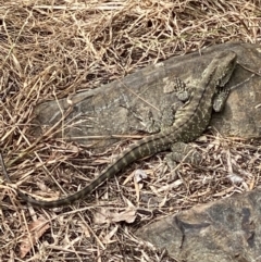 Intellagama lesueurii howittii (Gippsland Water Dragon) at Queanbeyan, NSW - 16 Oct 2021 by FeralGhostbat