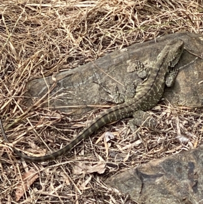 Intellagama lesueurii howittii (Gippsland Water Dragon) at Queanbeyan, NSW - 16 Oct 2021 by Ozflyfisher