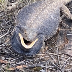 Pogona barbata (Eastern Bearded Dragon) at Red Hill to Yarralumla Creek - 16 Oct 2021 by KL