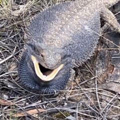 Pogona barbata (Eastern Bearded Dragon) at Hughes Grassy Woodland - 16 Oct 2021 by KL